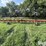 case-ih-183-image-2