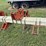 harriston-5000-12r22”-bean-knife,-with-front-tractor-dividers-image-21