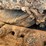 2019-keestrack-k6-image-11