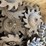yetter-shark-tooth-row-cleaners-image-14