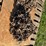 16.4-34-tractor-chains-image-2