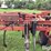 case-ih-5800-image-18