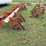 harriston-5000-12r22”-bean-knife,-with-front-tractor-dividers-image-4