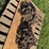 16.4-34-tractor-chains-image-1