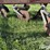 morris-/-melroe-6-bottom-plow-packer-drill-image-20