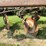 #5552-•-melroe-(5)-bottom-plow-image-31