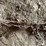 #5525-•-tractor-tire-chain-image-3