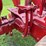 1940-farmall-h-distillate-image-27