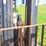 #307-•-doosan-30-pro-5-forklift*-image-23