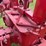 1940-farmall-h-distillate-image-35