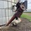 herd-king-10,000-bushel-grain-bin-image-4
