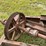 #162-•-corley-saw-husk-image-14
