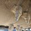 #258-•-2006-zip-it-az-500-asphalt-ripper-image-39