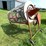 #5490-•-high-cap-grain-cleaner-image-3