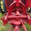 1938-farmall-f20-image-20