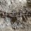 #5525-•-tractor-tire-chain-image-2