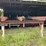#117-•-mellott-log-deck-image-21