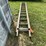 #5503-•-wooden-extension-ladder-image-2