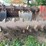 roorda-manure-spreader-image-9