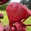 1940-farmall-h-distillate-image-32