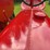 farmall-f-14-image-52