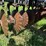 2012-krause-9-image-31