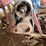 #5532-•-3-point-pto-driven-saw-rig-image-11
