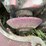 #108-•-jockey-grinder-image-8