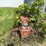 #5487-•-farm-king-grain-auger-elevator-image-4