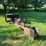 #5482-•-homemade-heavy-duty-log-splitter-image-2