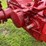 farmall-f-14-image-30