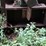 #150-•-montgomery-hog--grinder-image-20