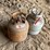 #5509-•-(2)-20-lb-propane-tanks-image-1