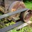 #150-•-montgomery-hog--grinder-image-26