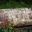 #154-•-fuel-tank-image-1