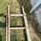 #5503-•-wooden-extension-ladder-image-7