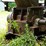 #150-•-montgomery-hog--grinder-image-12