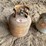 #5509-•-(2)-20-lb-propane-tanks-image-8