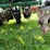 #5551-•-john-deere-p7000-planter-seeder-image-12