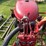 #5456-•-mccormick-ih-farmall-super-a-image-29
