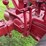 1944-farmall-h-distillate-image-34