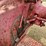 ford-8n-image-25