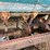 oliver-superior-8ft-grain-drill-image-19