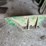various-oliver-tractor-sheet-metal-image-10