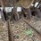oliver-superior-8ft-grain-drill-image-79