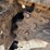 2019-caterpillar-305e2-cr-image-8