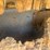 takeuchi-tl230-image-9