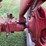 farmall-super-h-image-37