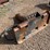 bobcat-980-image-2
