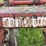 ji-case-5-bottom-14"-pull-type-plow-image-51